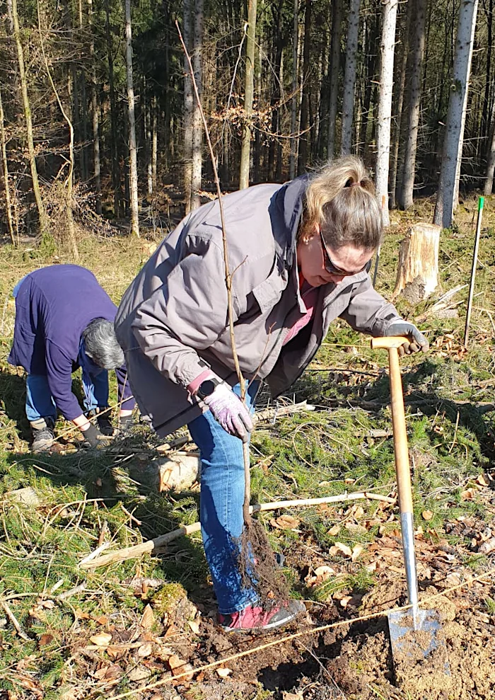 Bäume pflanzen im kleingartacher Wald