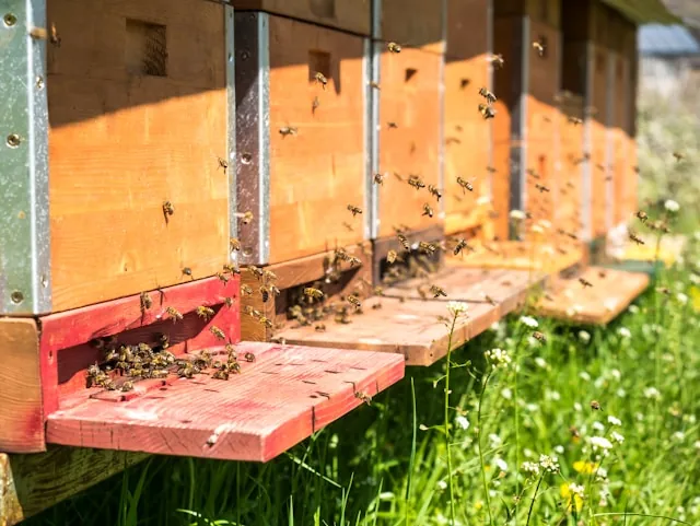 Bienenstock